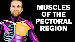 UPPER LIMB MUSCLES 16  PECTORAL REGION [upl. by Dirraj446]