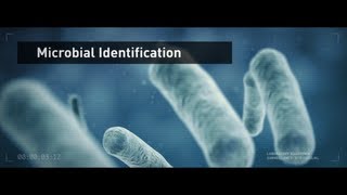 Microbial Identification Bacterial and Fungal ID using MicroSEQ® System [upl. by Onnem]