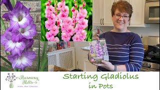 Starting Gladiolus in Pots  🌱🪴🌺❤️ [upl. by Brownson]