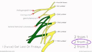 Lumbar Plexus  Structure and Branches  Anatomy Tutorial [upl. by Augustine]