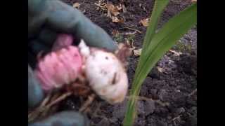 How to Winterize Gladiolus Bulbs [upl. by Allanson863]