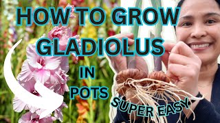 HOW TO GROW GLADIOLUS IN POTS  QUICK amp EASY [upl. by Trix]