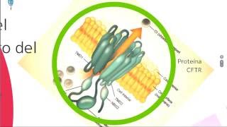 Fibrosis quistica Fisiopatología diagnóstico y tratamiento [upl. by Khai948]