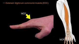 Forearm extensor muscles [upl. by Krik]