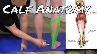 Calf Muscle Anatomy Made Easy  TDH [upl. by Tjaden61]