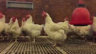 Yeast A Solution to Salmonella in Poultry  Grayson Walker [upl. by Devy710]