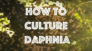 How To Culture Daphnia Magna [upl. by Ennylhsa296]