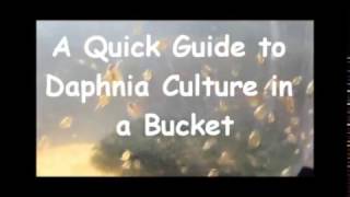 How to culture daphnia outside [upl. by Acinorehs]