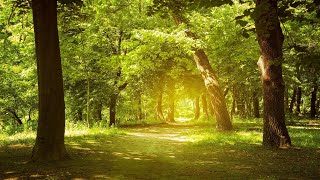 Relaxing Music Enchanting Forest Nature Sounds Piano Music Stress Relief [upl. by Essyle]