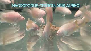 Macropodus opercularis ALBINO [upl. by Flemming]