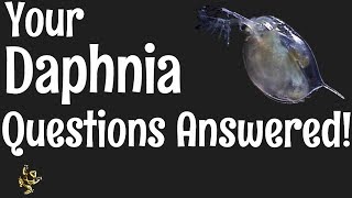 Daphnia Questions Answered [upl. by Yrallam]