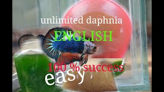 daphnia moina culture Easy way Unlimited production English  with sub Green water Chlorella [upl. by Alue295]