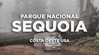 Sequoia Parque nacional Costa Oeste USA Molaviajar [upl. by Anasxor]