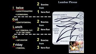 Lumbar Plexus  Everything You Need To Know  Dr Nabil Ebraheim [upl. by Lindbom]