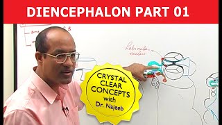 Diencephalon  Neuroanatomy  Part 12 [upl. by Critchfield]