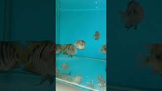 SAJİCA CİKLET aquarium aquariumfish fish animals fishtank [upl. by Yoral]