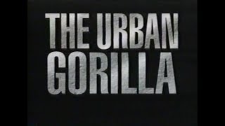 National Geographic The Urban Gorilla 1992 [upl. by Blunk217]