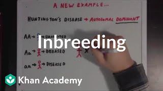 Inbreeding  Biomolecules  MCAT  Khan Academy [upl. by Nirehs439]