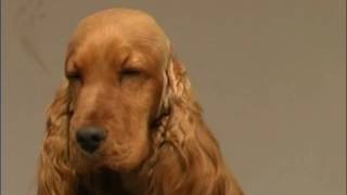 The Cocker Spaniel  Pet Dog Documentary [upl. by Aicelaf]