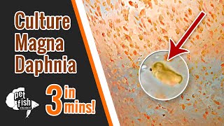 How to culture DAPHNIA MAGNA  The easy way [upl. by Nathanil]