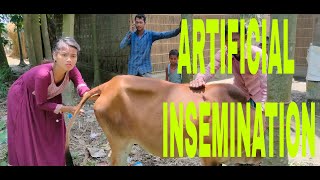 ARTIFICIAL INSEMINATION  HOW TO DO A LOCAL COW AI [upl. by Kessel]