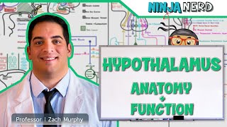 Neurology  Hypothalamus Anatomy amp Function [upl. by Ebocaj]