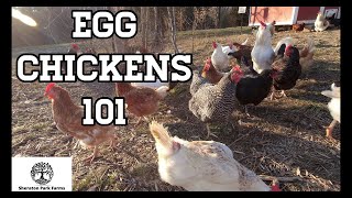 Beginners Guide To Egg Laying Chickens  Egg Chickens 101 [upl. by Center]