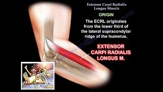 Extensor Carpi Radialis Longus  Everything You Need To Know  Dr Nabil Ebraheim [upl. by Countess801]