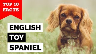 English Toy Spaniel  Top 10 Facts [upl. by Westmoreland]