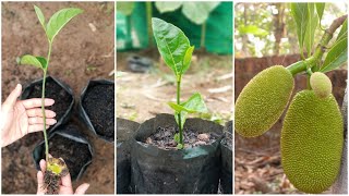 How to grow jackfruit from seed [upl. by Anaela]