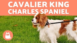 Cavalier King Charles Spaniel  CHARACTERISTICS and CARE [upl. by Yecart]