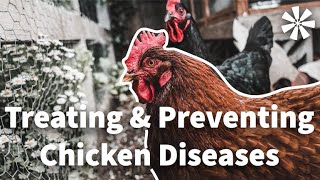 Chicken DISEASES 🦠 How to Treat amp Prevent Them [upl. by Dracir]