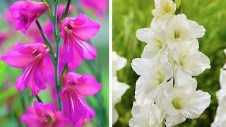 How to Plant Gladioli Summer Garden Guide [upl. by Sidoon891]