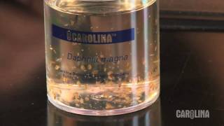 How to Care for Daphnia [upl. by Gaylord77]