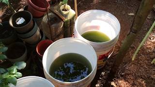 How to grow Green Water Algae [upl. by Esineg]