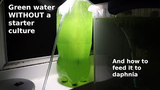 Green Water WITHOUT a Starter Culture  From Scratch  How To [upl. by Shelton]