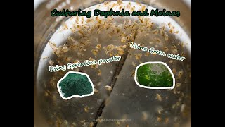 How To Culture Daphnia and Moinas using Green Water Spirulina powder [upl. by Assenyl342]