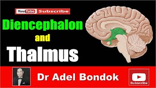 Diencephalon and Thalamus Dr Adel Bondok [upl. by Milburt]