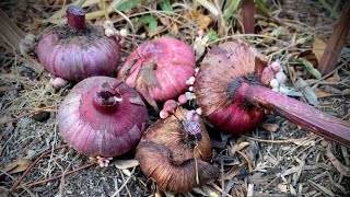 Overwintering Gladiola Bulbs [upl. by Asilim]