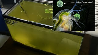 Raising Daphnia for the Freshwater Aquarium [upl. by Ansell]