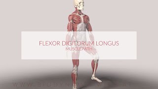 Flexor Digitorum Longus Musclepath 3d Animation [upl. by Elleinnad]