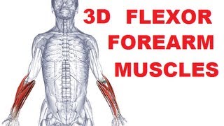 Forearm Muscles Anatomy  Anterior Compartment Flexors Part 1 [upl. by Oirasan52]