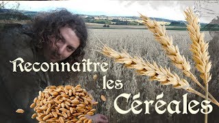 Reconnaître les céréales Blé Avoine Orge Seigle Triticale [upl. by Laird]