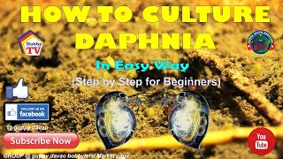 HOW TO CULTURE DAPHNIA In Easy Way [upl. by Ralina]