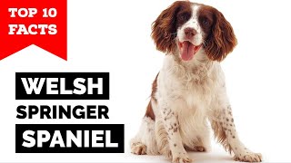 Welsh Springer Spaniel  Top 10 Facts [upl. by Anders]