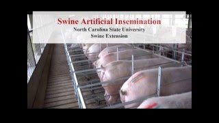 Swine Artificial Insemination [upl. by Sirovaj]