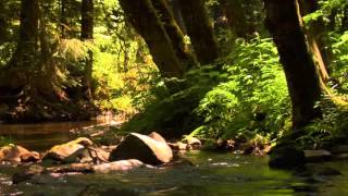 3 hour relaxing peaceful instrumental music by Tim Janis [upl. by Cawley]