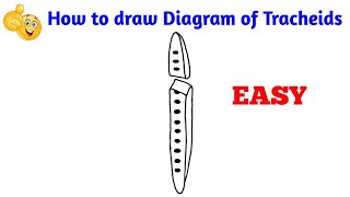 how to draw diagram of tracheids step by step for beginners [upl. by Ytrebil]